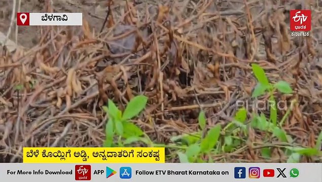 ಉತ್ತರಾ ಮಳೆಗೆ ಬೆಳಗಾವಿ ತತ್ತರ: ಹಲವು ಕಡೆ ಮಳೆ ಅವಾಂತರ, ಬೆಳೆ ಕೊಯ್ಲಿಗೆ ಅಡ್ಡಿ ಅನ್ನದಾತರಿಗೆ ಸಂಕಷ್ಟ