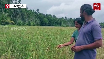 കൊഴുമ്മൽ വയലിലെ ലാലു ടച്ച്; കൂട്ടായി ഭാര്യ അംബികയും, ഇത് സ്വപ്‌നങ്ങള്‍ വിളയും നെൽപ്പാടം