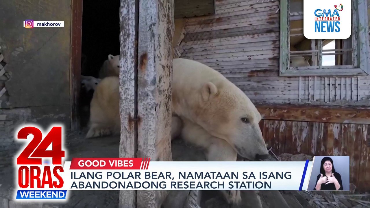 Polar bears take over abandoned Russian research station | 24 Oras Weekend