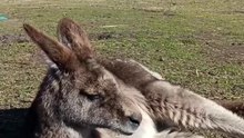 Skippy is happy and having a good time  Kangaroo diaries only in Australia 🇦🇺