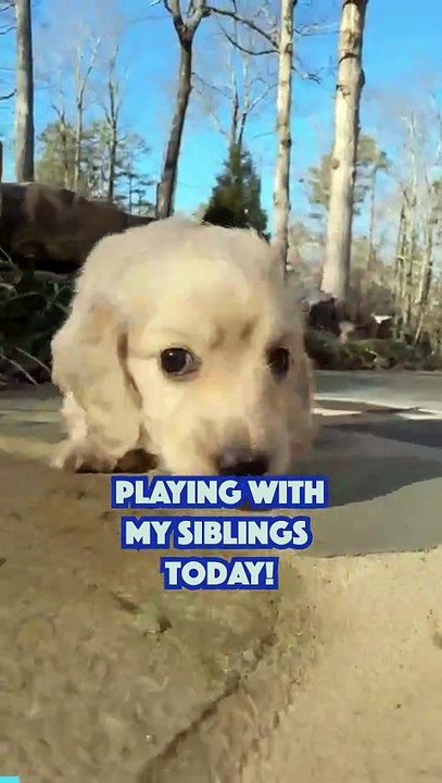 Chiots adorables, frères et sœurs, jouent partout!