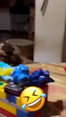 Chiens drôles tournés 🐕