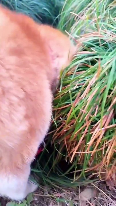 Des vidéos de chiots rigolos 🐕en ligne.