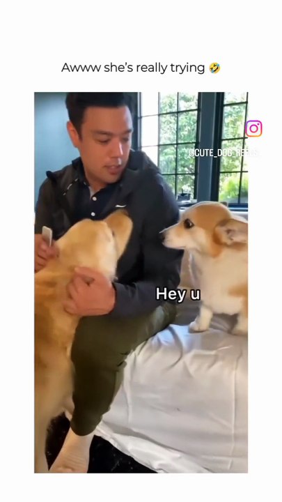 Awww…si marrant, le toutou.