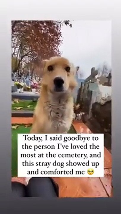 Les chiens sont des anges canins.