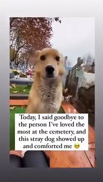 Les chiens sont des anges canins.