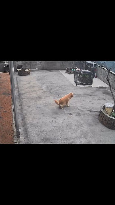 Il swingue en chemin !
