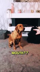 Chien en vidéo rigolo 🐕