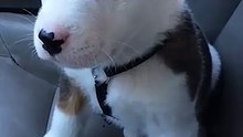 **Chien farceur, en colère.**