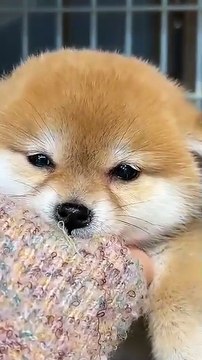 Chiot mignon, mission câlins.