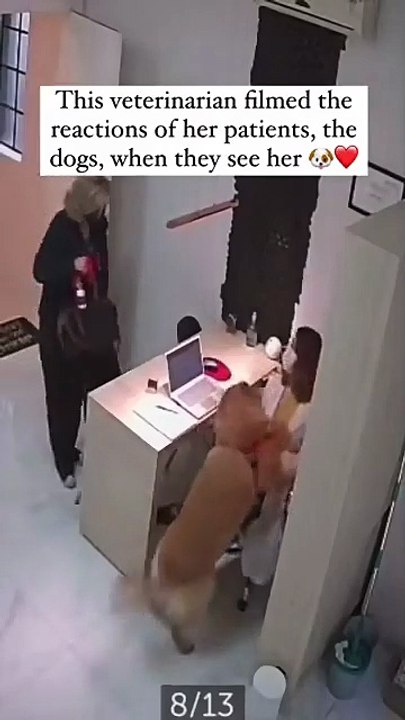 Quand les chiens voient leur vete, ils dansent.