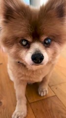 Voici notre Titan, l'adorable vieux titi!