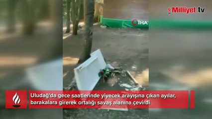 Uludağ'da ayılar barakalara girdi, ortalık darmadağın oldu