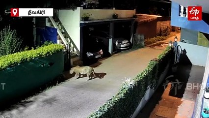 குடியிருப்புப் பகுதிக்குள் உலா வந்த சிறுத்தை.. பீதியில் குன்னூர் மக்கள்!