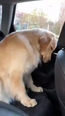 Le chien dort dans l'auto, c’est la sieste mobile.