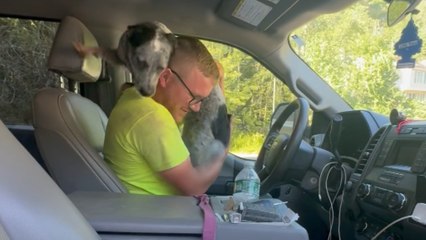 Excited pup jumps into car to greet her dad after a week apart