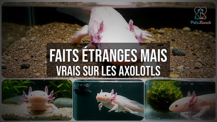 Faits Étranges et Vrais sur les Axolotls que Vous Ignorez