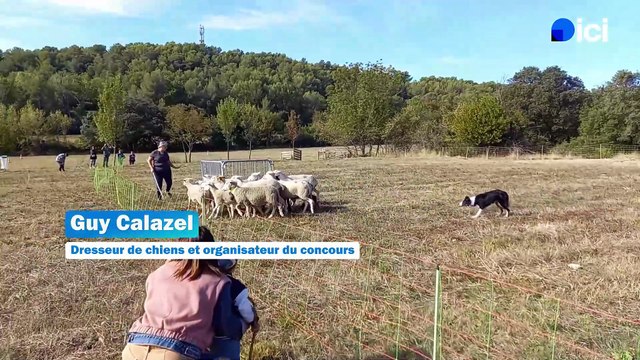 Une quarantaine de chiens à Saint-Gély-du-Fesc pour un concours des chiens de troupeaux
