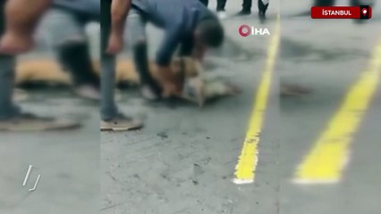 Gaziosmanpaşa’da ağızlıksız gezdirilen pitbull başka köpeğe saldırdı