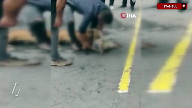 Gaziosmanpaşa’da ağızlıksız gezdirilen pitbull başka köpeğe saldırdı