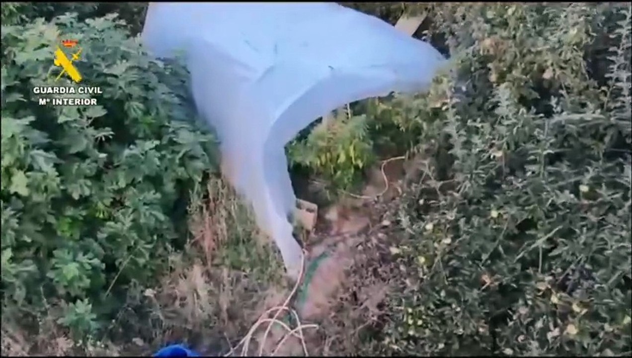 Marihuana