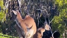 Shout out all the beautiful mums   Kangaroo diaries only in Australia 🇦🇺