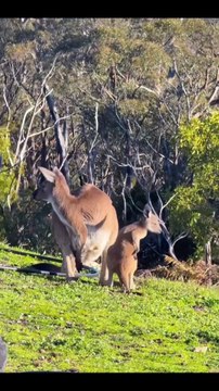 Shout out all the beautiful mums Kangaroo diaries only in Australia 🇦🇺