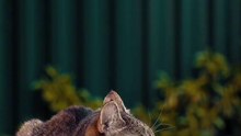 Os animais mais fofos do mundo N•514
