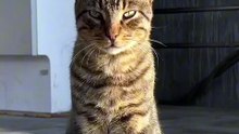 Os animais mais fofos do mundo N•515