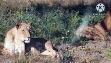 Os animais mais fofos do mundo N•518