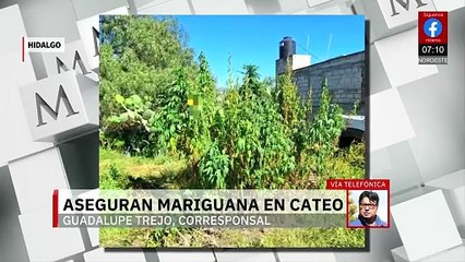En Hidalgo catean casa con decenas de plantas de marihuana
