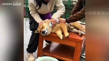 看一遍笑一遍，盘点23个狗狗的无语瞬间
