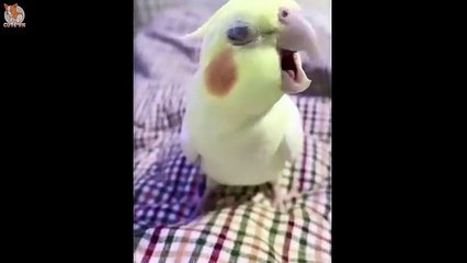 "Funny Animals Compilation 2025 Best Cute Pet Videos and Hilarious Animal Fails Try Not to Laugh"