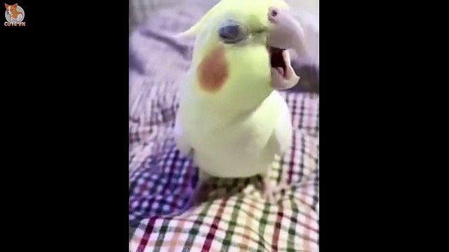 Funny Animals Compilation 2025 Best Cute Pet Videos and Hilarious Animal Fails Try Not to Laugh