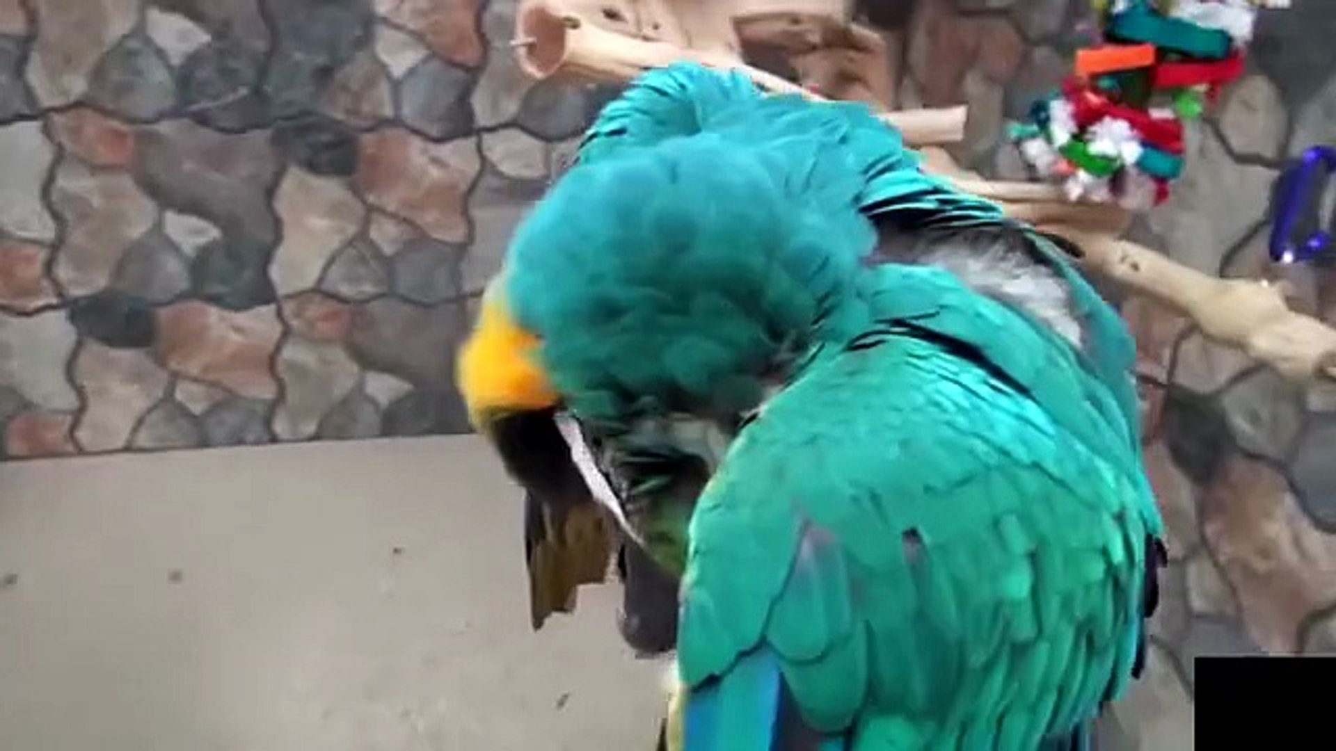 ⁣Funny Animals Compilation Best Pet Reactions and Cute Animal Moments 2025