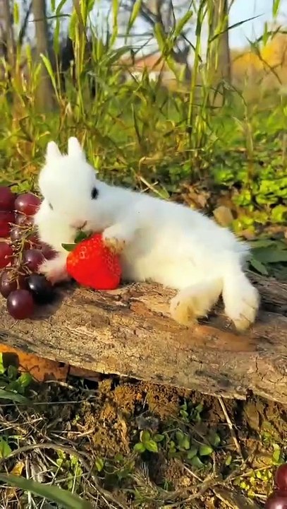 So cute rabbit . A beauriful moment #101