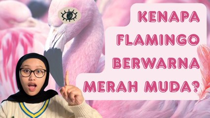 Mengapa Flamingo Berwarna Merah Muda?-Serius Ini Hewan?