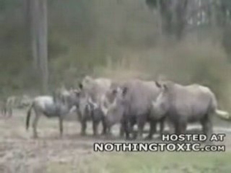 Rhinos Vs Wildebeest