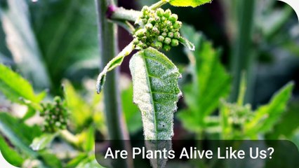 Are Plants Alive Like Us?