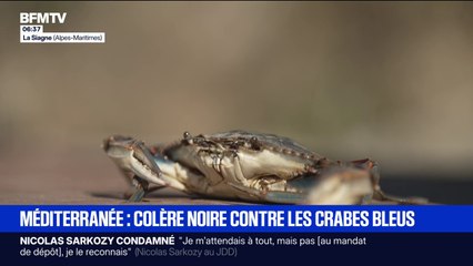 Le crabe bleu, cette espèce invasive qui inquiète à cause des ravages qu'il provoque sur les pêcheurs et la biodiversité