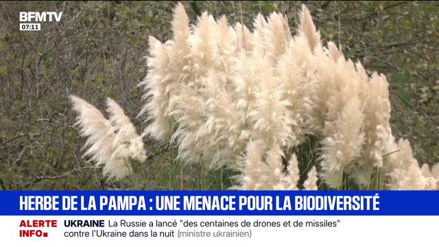 L'herbe de la pampa, cette plante aussi dangereuse que belle, désormais interdite en France