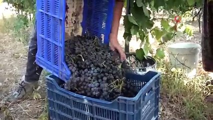 50 kiloluk kazanlarda 1 litre külle kaynatılıyor, kilosu 500 liradan satılıyor