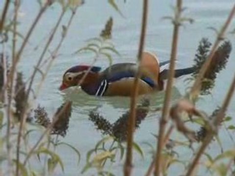 ARBORETUM à St Martin de Crau
