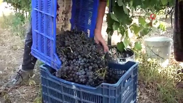 1 Litre Kül İle Başlayan Mucize! Kilosu 500 Liradan Kapış Kapış Satılıyor