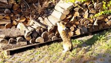 Secret to a Purr-fect Morning? Watch This Cat’s Fitness Ritual! #shorts #cats #funny #funnycats #health #fitness #cute #viralcats #fyp