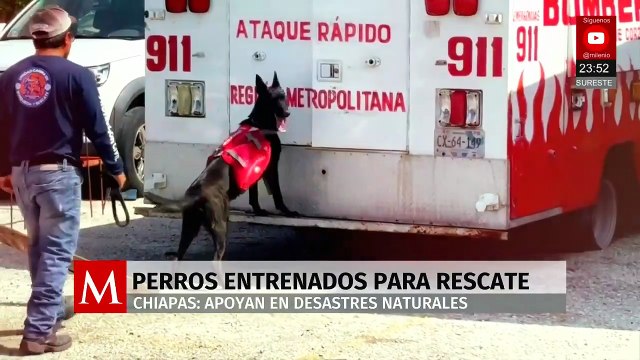 Unidad Canina de Búsqueda y Rescate en Chiapas aumenta su capacidad operativa