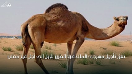 تعرفي على سبب تأجيل مهرجان الملك عبد العزيز للإبل