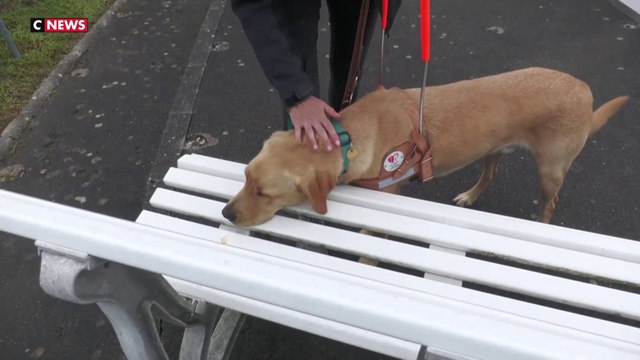 Journée portes ouvertes dans les écoles de chien-guides d'aveugles