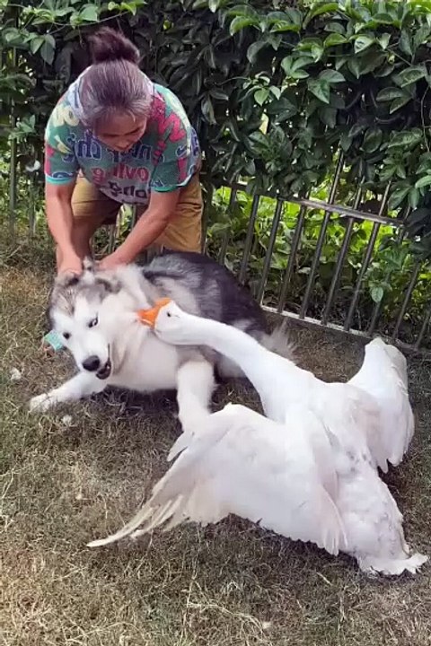 Cute animals | cute pets #cuteanimals #pets #funnyanimals