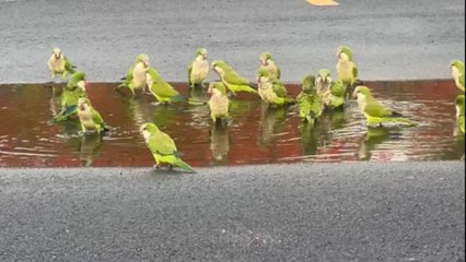 Quaker parrots claim a water puddle in the parking lot with full excitement